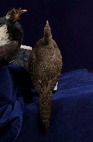 藍腹鷴藏品圖，第6張